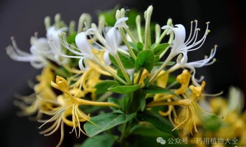 复方锌布颗粒功效及副作用-复方锌布颗粒剂是治什么病的、复方锌布颗粒的作用和功效说明书儿童用量 -复方锌布颗粒的作用和功效说明书网